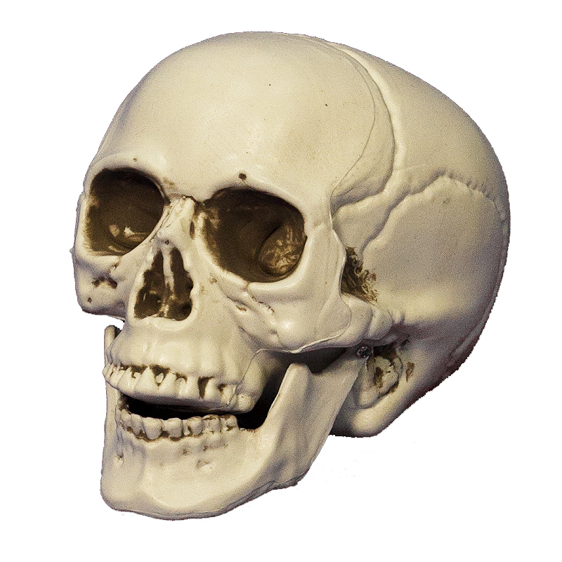 halloween skull