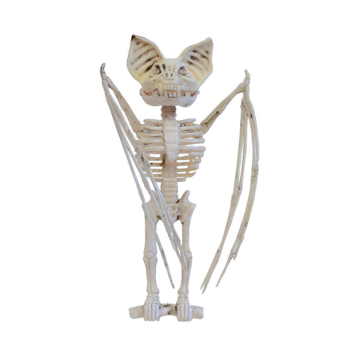 Halloween Animal Skeletons