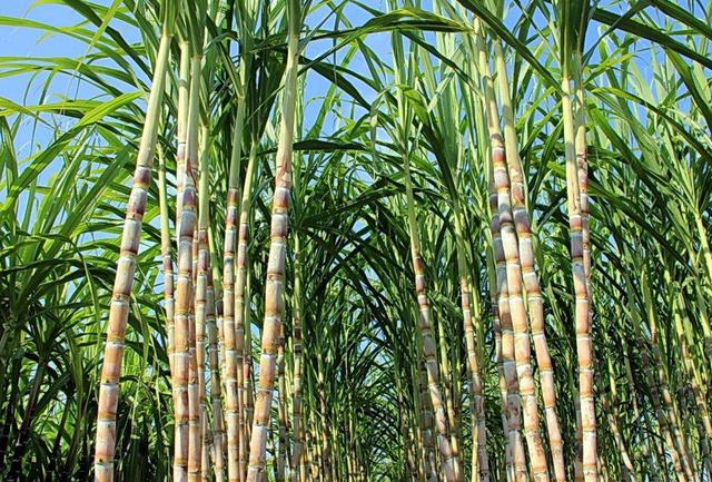 Sugarcane Pulp Box