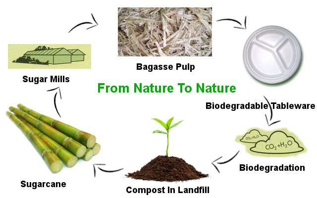 Biodegradable Lunch Box