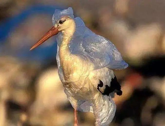 Biodegradable Lunch Box