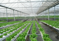 Zaščitne folije LDPE /HDPE713 za zasaditev hiš in blaga, zaščito pokrovov pohištva