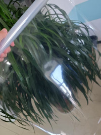 Film PA/PE pour emballage alimentaire