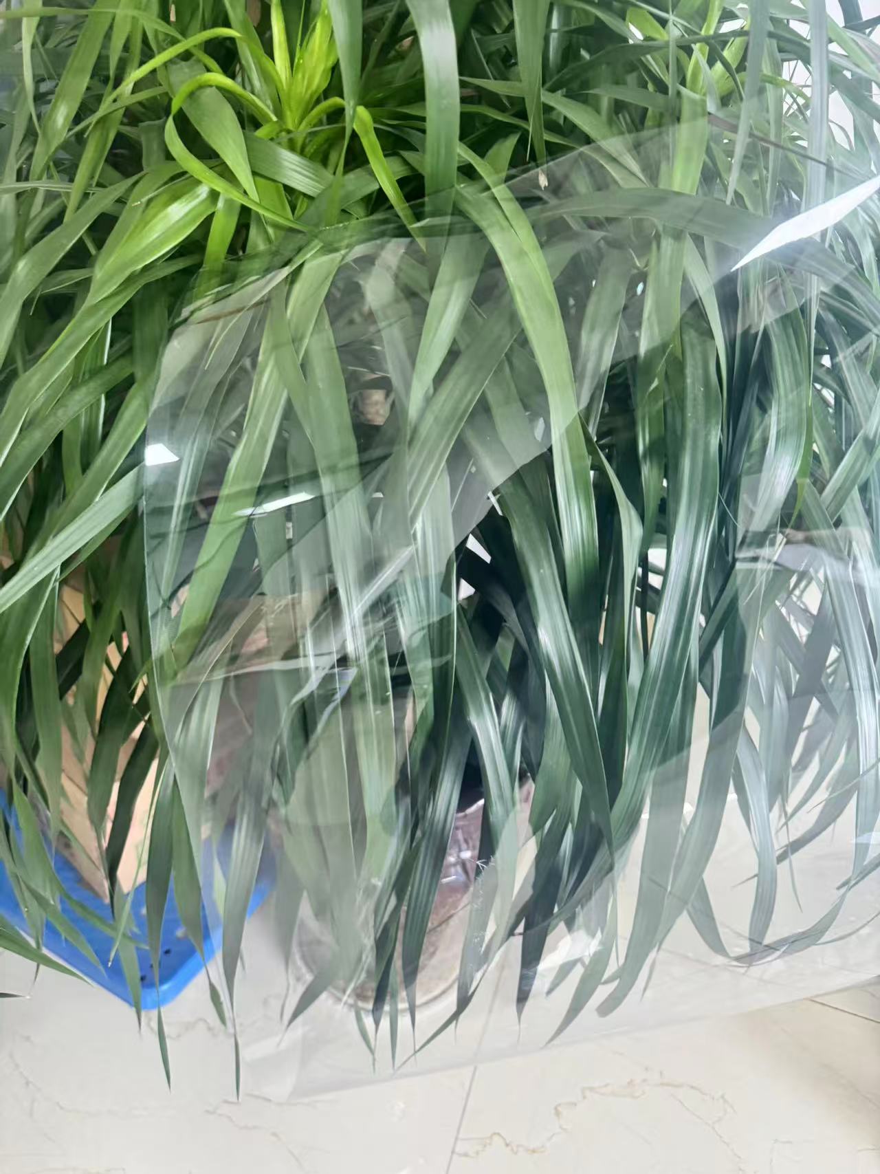 Transparent PVC food packaging blister