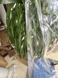 Unveiling the Versatility of Transparent CPP Film: Properties and Applications Across Industries