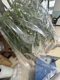 Unveiling the Versatility of Transparent CPP Film: Properties and Applications Across Industries