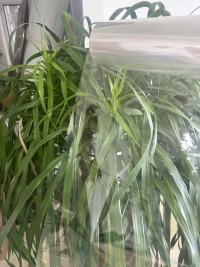 Màng BOPP trong suốt: Giải mã các đặc tính và ứng dụng đa dạng của nó