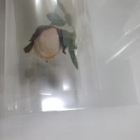 Rouleau RPET de qualité alimentaire pour emballage sous blister