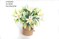 Cây cảnh nhỏ để trang trí lễ Phục sinh