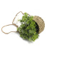 Simulated Hanging Of Potted Green Plants