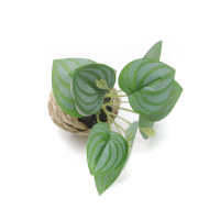 The Room Is Decoration With Small Artificial Green Plants