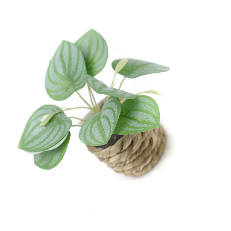 The Room Is Decoration With Small Artificial Green Plants