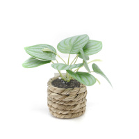 The Room Is Decoration With Small Artificial Green Plants