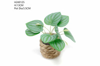 The Room Is Decoration With Small Artificial Green Plants