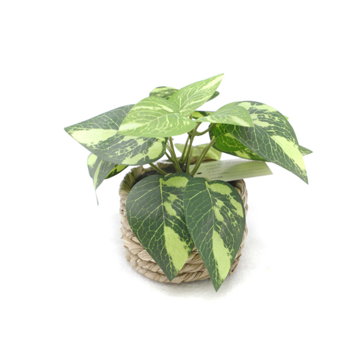 The Interior Is Decoration With Small Fake Green Plants