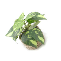 The Interior Is Decoration With Small Fake Green Plants