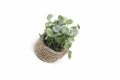 Artificial Green Plant Home Decoration Small Potted Plant