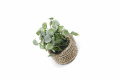 Artificial Green Plant Home Decoration Small Potted Plant