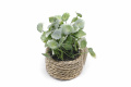 Artificial Green Plant Home Decoration Small Potted Plant