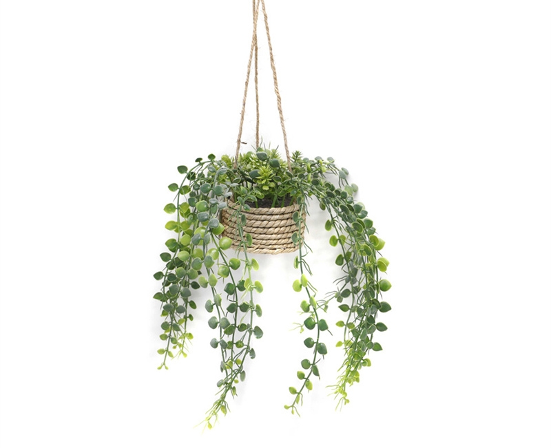 Outdoor Decoration Plants