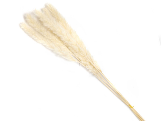 Outdoor Decor White Pampas Grass