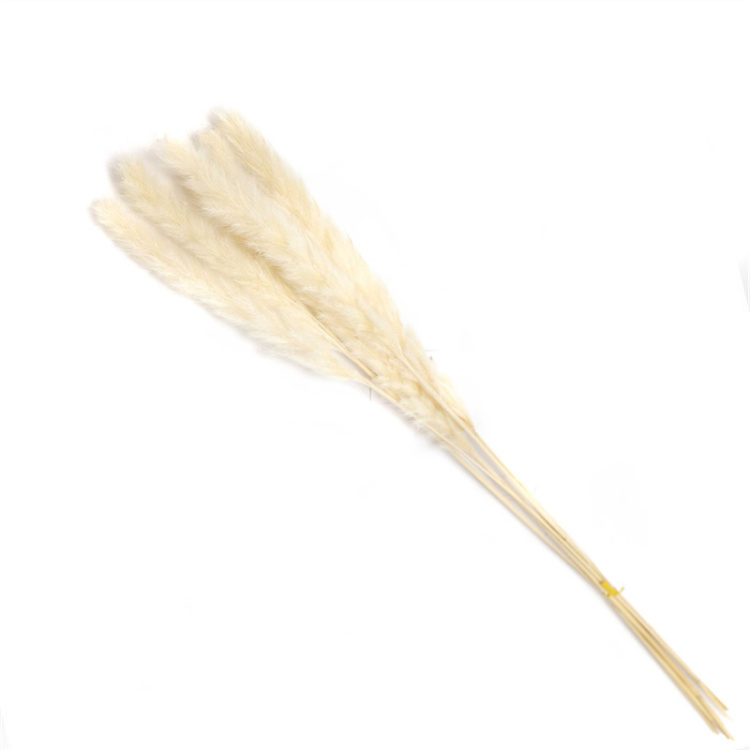 Decorazioni per esterni Erba di pampa bianca