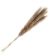 Outdoor Decor Real Brown Pampas Grass