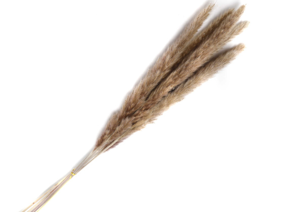 Outdoor Decor Real Brown Pampas Grass