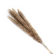 Outdoor Decor Real Brown Pampas Grass