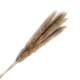 Outdoor Decor Real Brown Pampas Grass