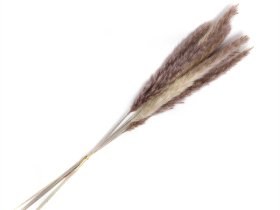 Real Pampas Grass Outdoor Decor