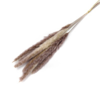 Real Pampas Grass Outdoor Decor