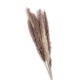 Real Pampas Grass Outdoor Decor