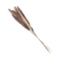 Real Pampas Grass Outdoor Decor