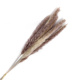 Real Pampas Grass Outdoor Decor