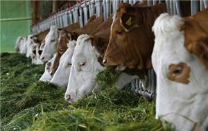 What's The Role Of PAC In Agricultural Wastewater Treatment?