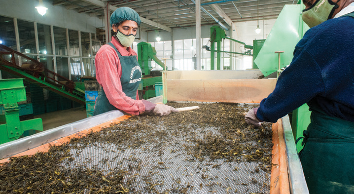Tea Packaging