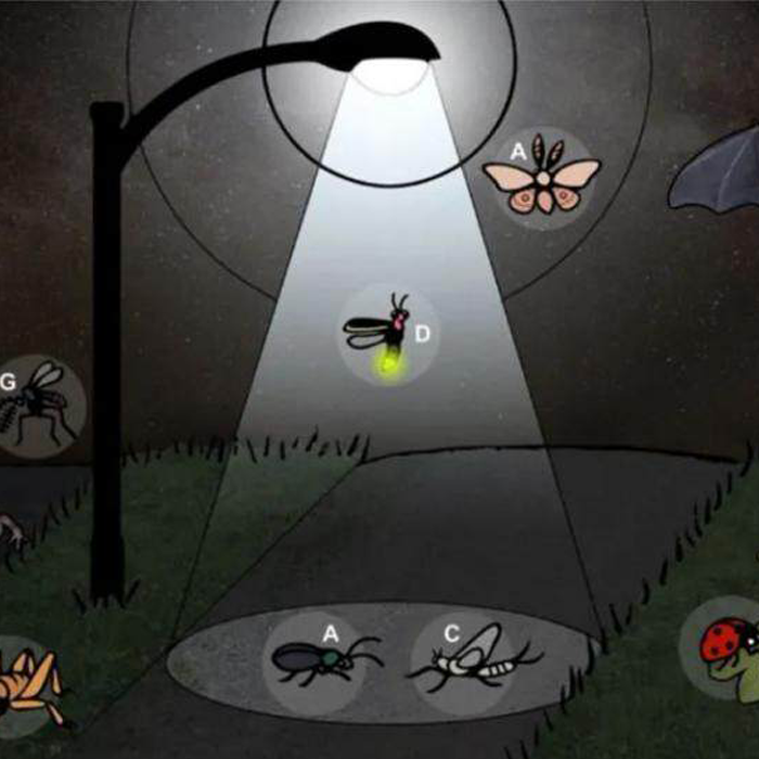 Oświetlenie nocą: przeszkoda na drodze świetlików do znalezienia miłości.