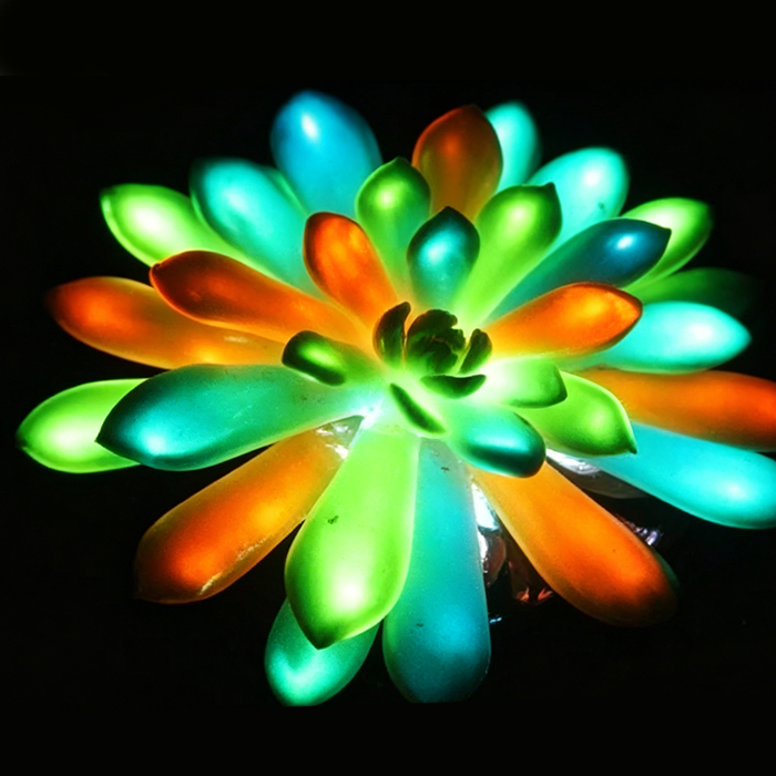 Λουλούδια μετατράπηκαν σε λάμπες; Κινέζοι επιστήμονες χρησιμοποιούν γενετική μηχανική για να κάνουν τα λουλούδια να λάμπουν - Οι κήποι θα μπορούσαν να αντικαταστήσουν τα φώτα του δρόμου