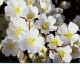 MANSI Hydrating Hand Cream Supplier