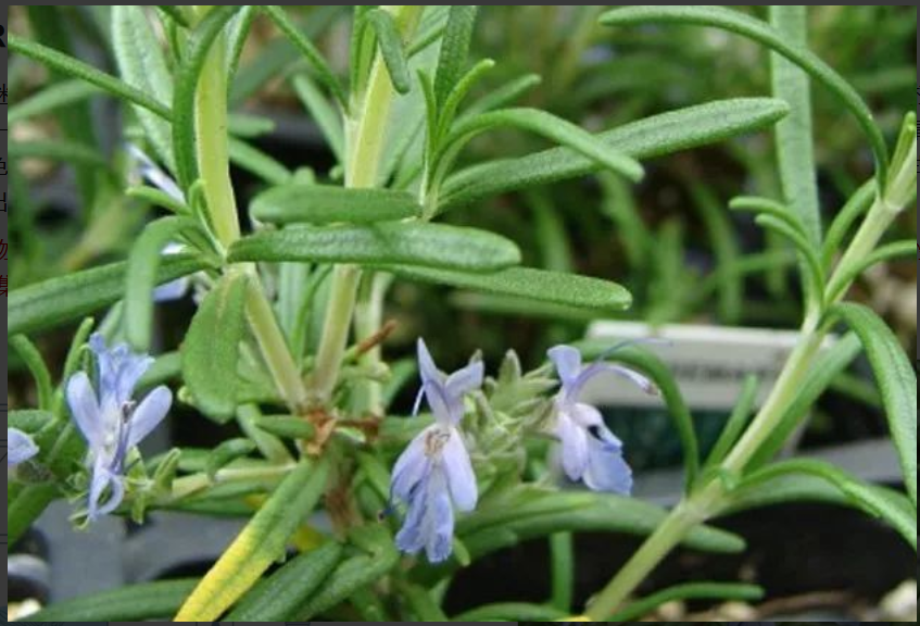 Rosemary CT Verbenone hydrosol supplier
