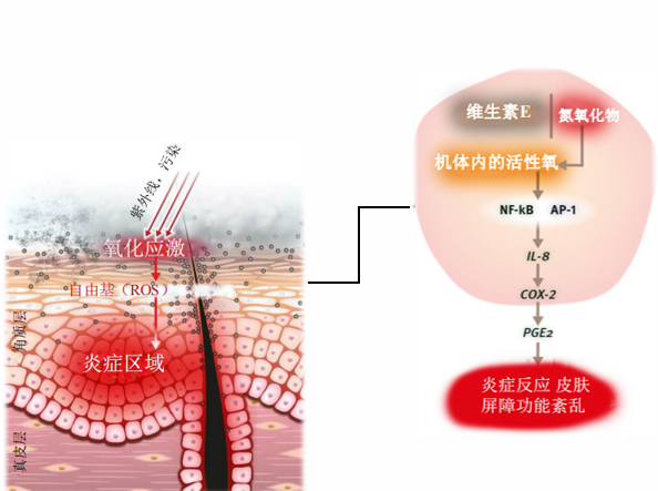 BAIOUMEI Peptide Essence Lotion wholesale