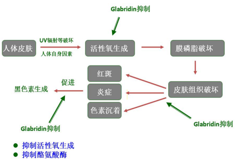 rejuvenating firming cream bulk supplier rejuvenating firming cream bulk supplier