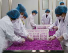 mansi rose extract hydrosol bulk supplier