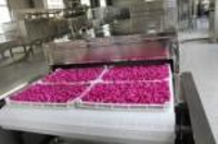 mansi rose extract hydrosol bulk supplier
