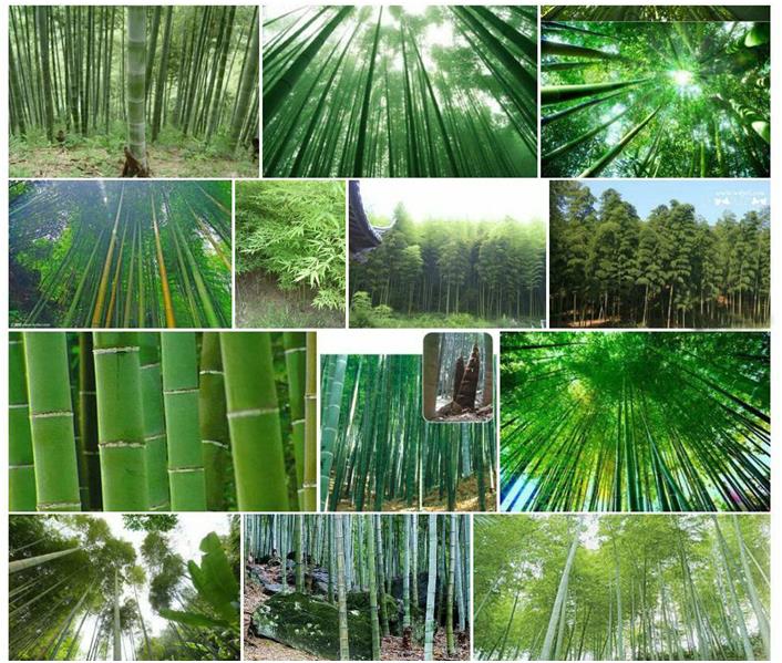 outdoor bamboo products outdoor bamboo products