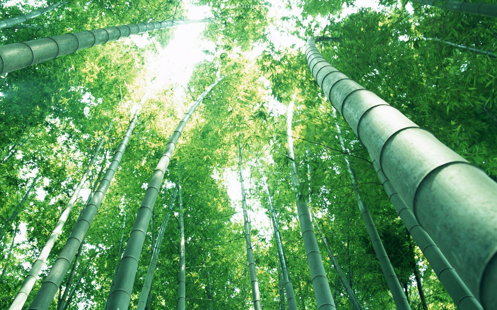bamboo products manufacturers