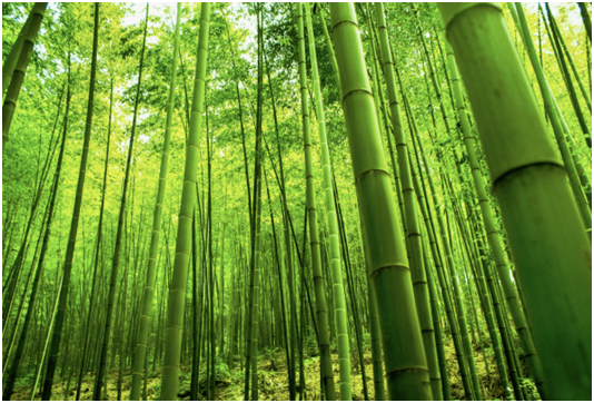 Bamboo Decking flooring Bamboo Decking flooring