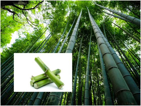 bamboo products