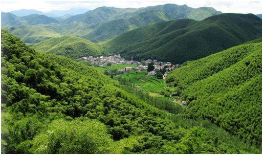 green bamboo resources